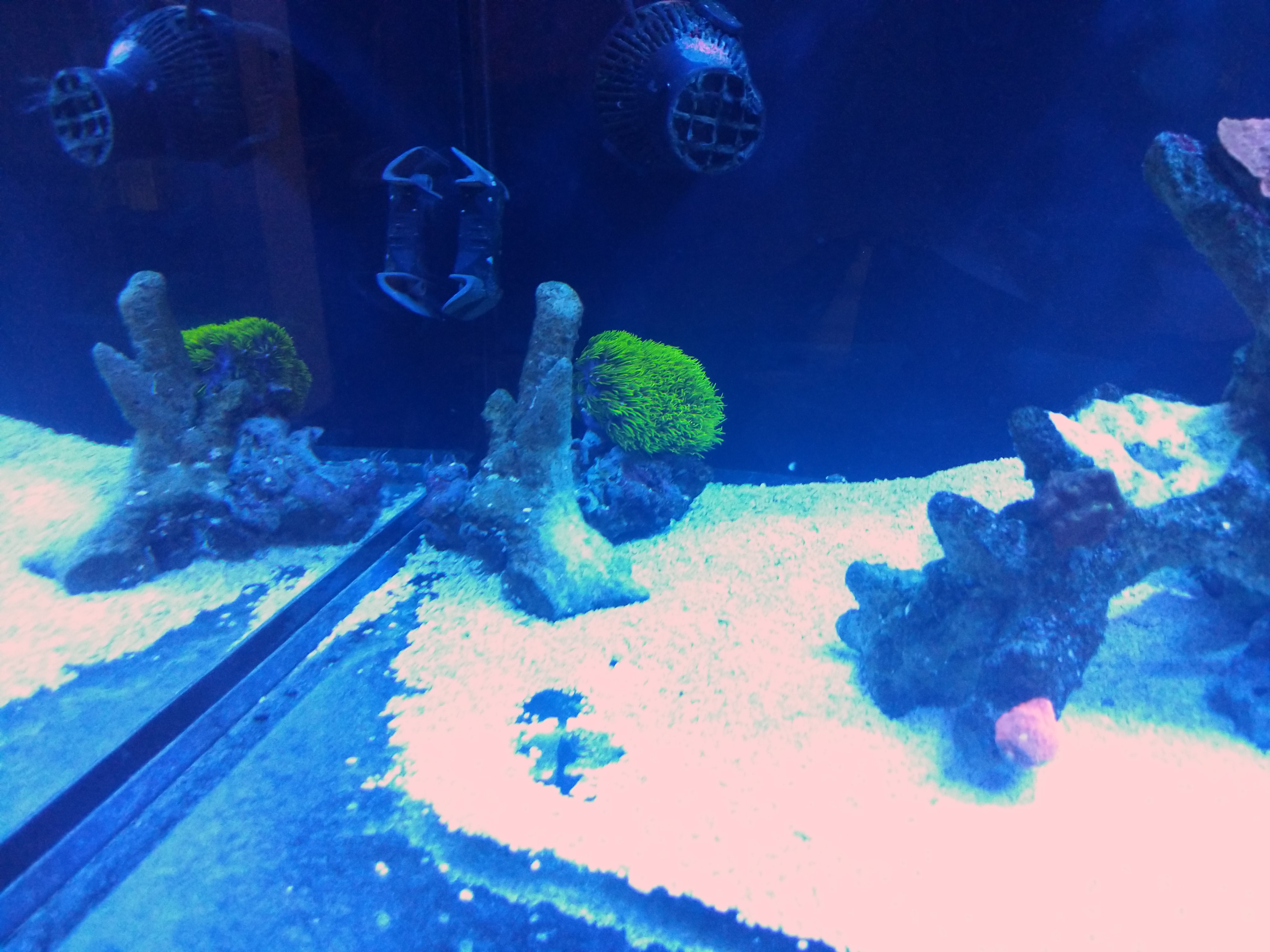 live rock and coral placed close to glass to block Wall-E from seeing his reflection