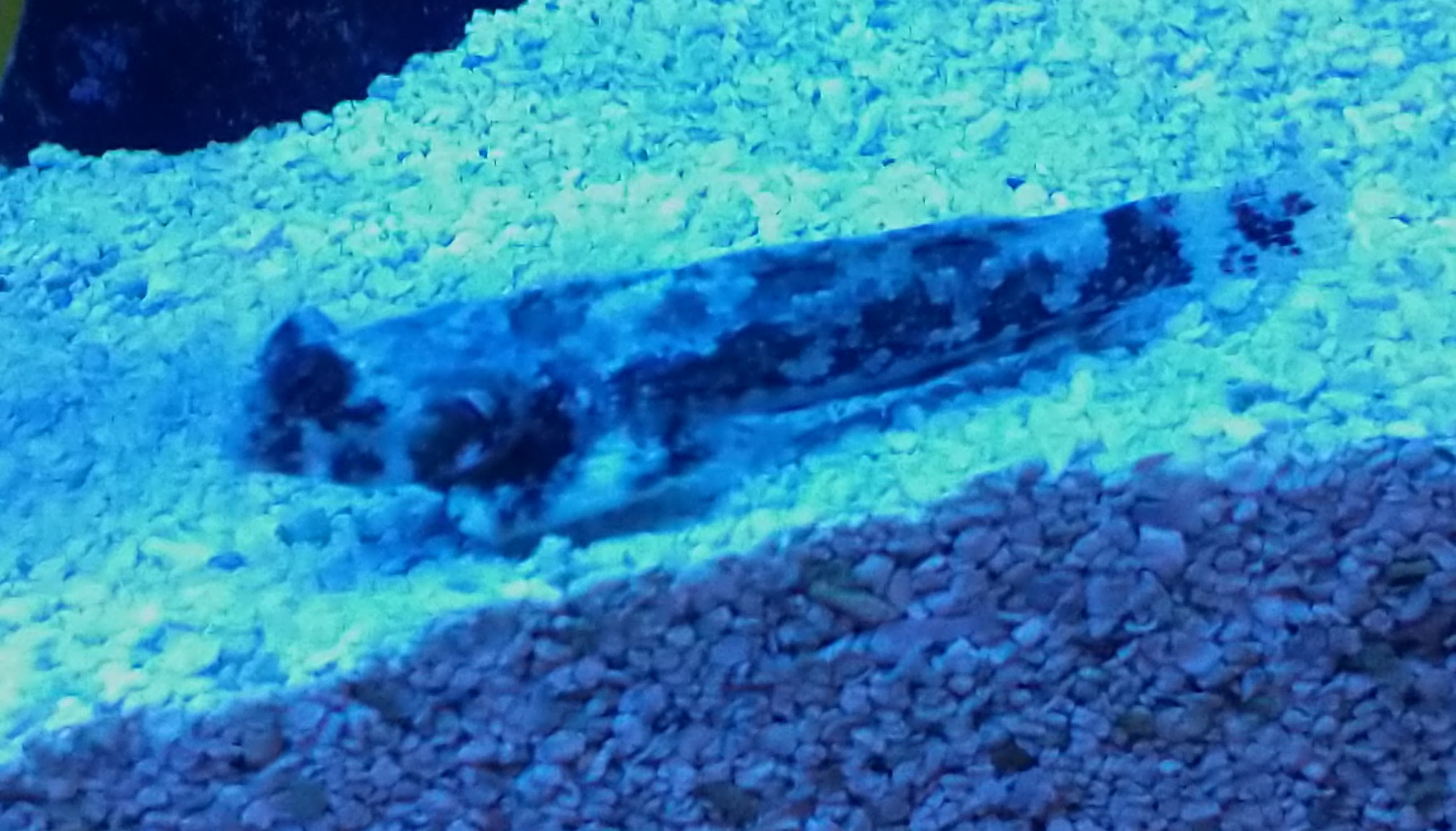 Dragonnete fish on the bottom of the tank, looking for food in the sand