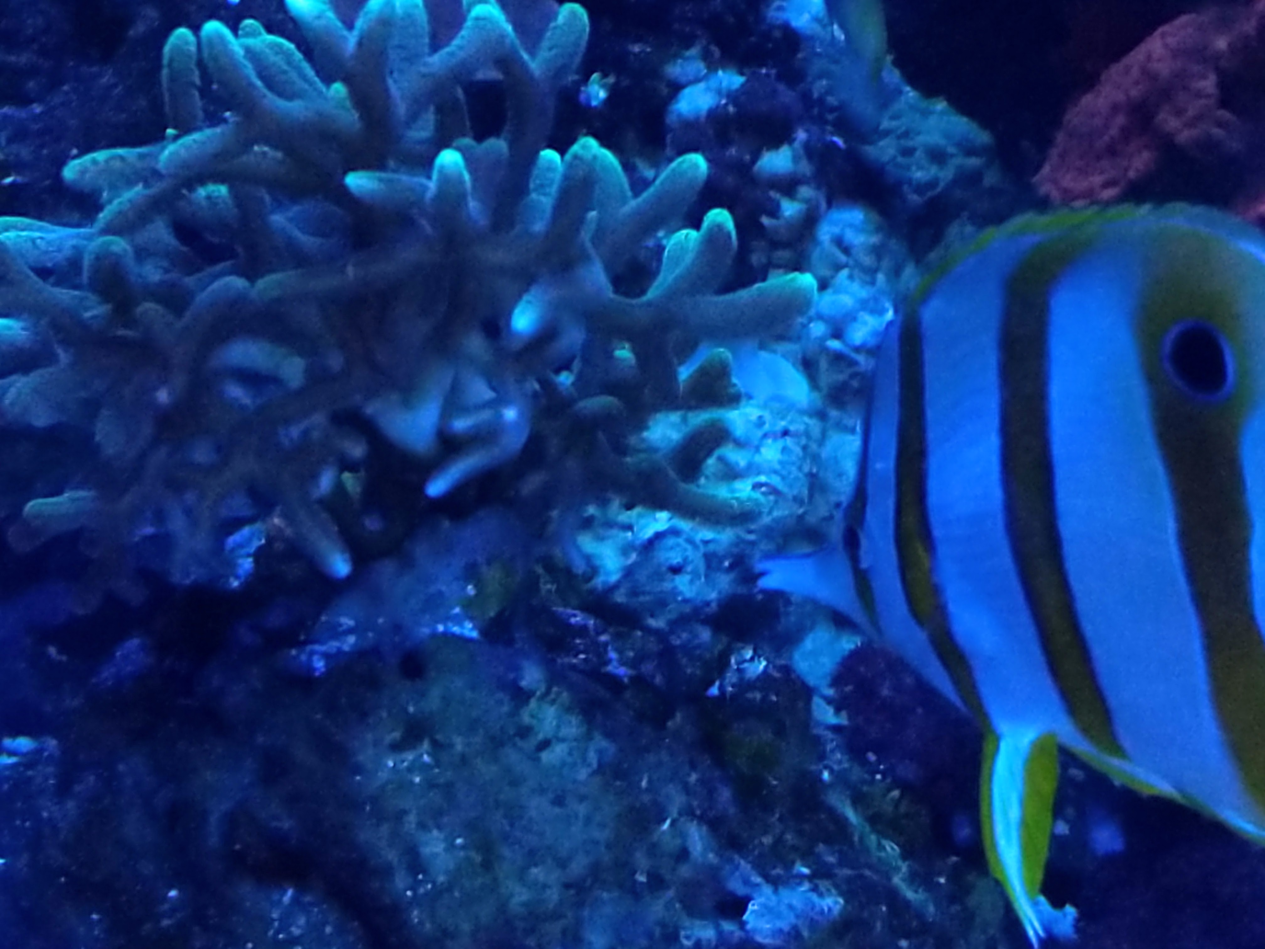 Copperband butterfly fish eating from rock in aquarium