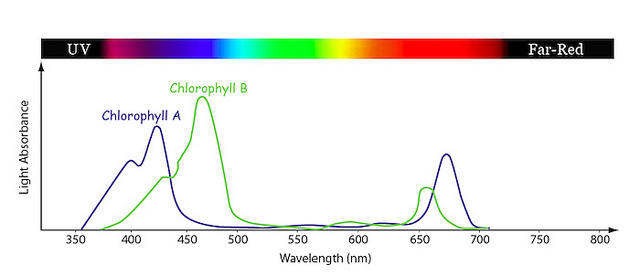 photosynthesis graph showing chlorophyll A. peaking at 430nm and chlorophyll B. peaking at 460nm